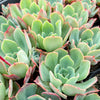 [PACK of 10 PLANTS] x Echeveria 'Toffee Apple'