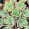 [PACK of 10 PLANTS] x Echeveria 'Toffee Apple'