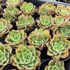 [PACK of 10 PLANTS] x Echeveria 'Noble Red'