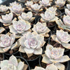 [PACK of 10 PLANTS] x Graptopetalum 'Purple Delight'