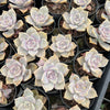 [PACK of 10 PLANTS] x Graptopetalum 'Purple Delight'