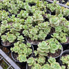 [PACK of 10 PLANTS] x Sedum 'Lime Zinger'