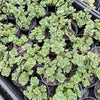 [PACK of 10 PLANTS] x Sedum 'Lime Zinger'