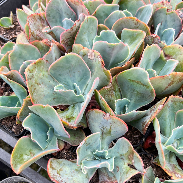 Echeveria 'Barbillion' (Young plant) – LET LOVE GROW (Succulent & Cactus)