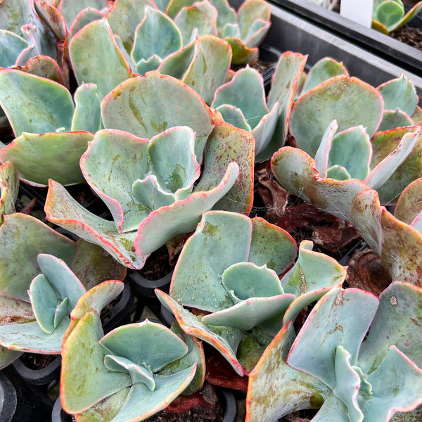 Echeveria 'Barbillion' (Young plant) – LET LOVE GROW (Succulent & Cactus)