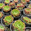 [PACK of 10 PLANTS] x Echeveria 'Yin Lisa'