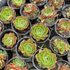 [PACK of 10 PLANTS] x Echeveria 'Yin Lisa'