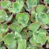 [PACK of 10 PLANTS] x  Echeveria 'Carnival'