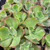 [PACK of 10 PLANTS] x  Echeveria 'Carnival'