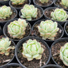 [PACK of 10 PLANTS] x  Echeveria derenbergii