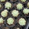 [PACK of 10 PLANTS] x  Echeveria derenbergii