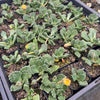 [PACK of 10 PLANTS] x Aloinopsis luckhoffii