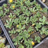 [PACK of 10 PLANTS] x Aloinopsis luckhoffii