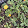 [PACK of 10 PLANTS] x Aloinopsis luckhoffii