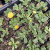 [PACK of 10 PLANTS] x Aloinopsis luckhoffii