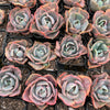 [PACK of 10 PLANTS] x Echeveria Beyonce Rainbow Variegated (XS)