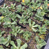 [PACK of 10 PLANTS] x Aloinopsis luckhoffii