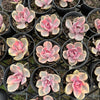 [PACK of 10 PLANTS] x Echeveria Rainbow West (XS)