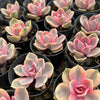 [PACK of 10 PLANTS] x Echeveria Rainbow West (XS)