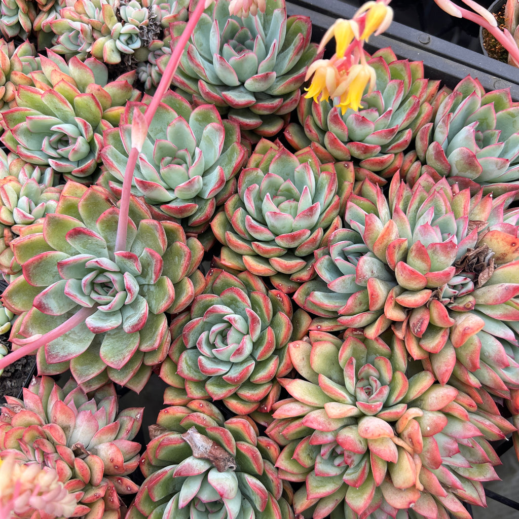 echeveria apus succulent Echeveria 'Apus' – LET LOVE GROW (Succulent & Cactus)