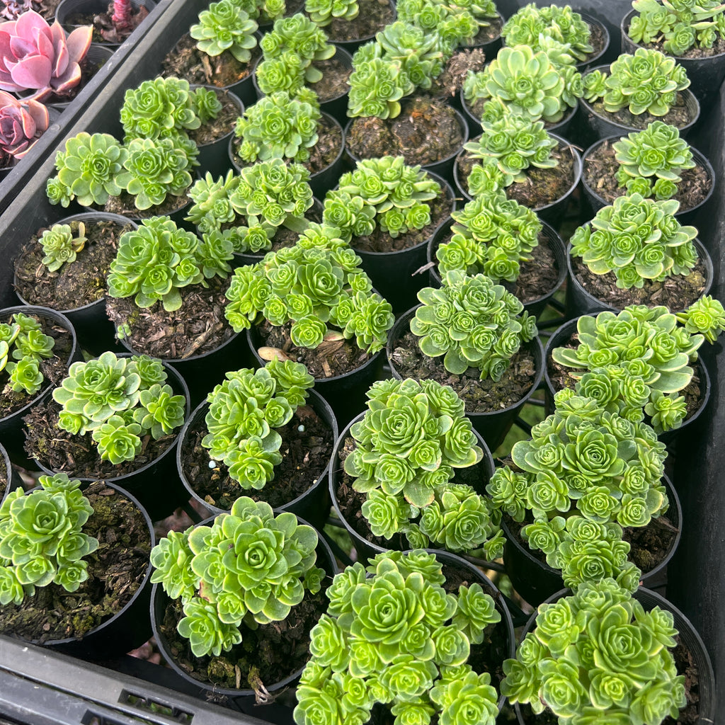 [PACK of 10 PLANTS] x Greenovia Dodrentalis (Reversed from variegated version)(w/pup)