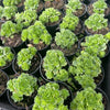 [PACK of 10 PLANTS] x Greenovia Dodrentalis (Reversed from variegated version)(w/pup)