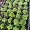 [PACK of 10 PLANTS] x Greenovia Dodrentalis (Reversed from variegated version)(w/pup)