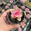 [PACK of 10 PLANTS] x Echeveria Rainbow West (XS)