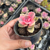[PACK of 10 PLANTS] x Echeveria Rainbow West (XS)