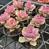 [PACK of 10 PLANTS] x Echeveria Rainbow West (XS)