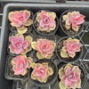 [PACK of 10 PLANTS] x Echeveria Rainbow West (XS)