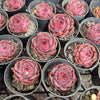 [PACK of 10 PLANTS] x  Echeveria 'Super Black'