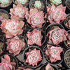 [PACK of 10 PLANTS] x Echeveria 'RED DRAGON'