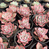 [PACK of 10 PLANTS] x Echeveria 'RED DRAGON'