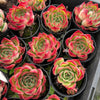 [PACK of 10 PLANTS] x Echeveria Soul Heart
