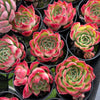 [PACK of 10 PLANTS] x Echeveria Soul Heart
