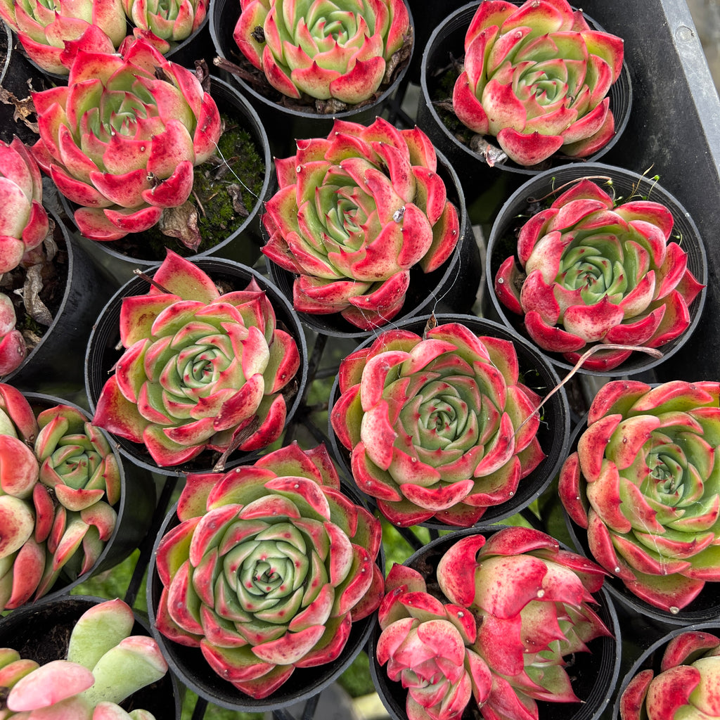 [PACK of 10 PLANTS] x Echeveria Soul Heart