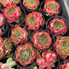 [PACK of 10 PLANTS] x Echeveria Soul Heart