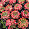 [PACK of 10 PLANTS] x Echeveria Soul Heart
