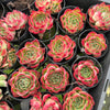 [PACK of 10 PLANTS] x Echeveria Soul Heart