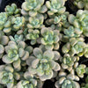 [PACK of 10 PLANTS] x Graptosedum miul