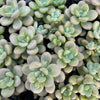 [PACK of 10 PLANTS] x Graptosedum miul