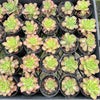 [PACK of 10 PLANTS] x Aeonium 'Lemon-Lime' (aka. A. Starburst)