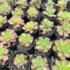[PACK of 10 PLANTS] x Aeonium 'Lemon-Lime' (aka. A. Starburst)