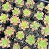 [PACK of 10 PLANTS] x Aeonium 'Lemon-Lime' (aka. A. Starburst)