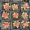 [PACK of 10 PLANTS] x Echeveria 'Jelly Jam'