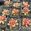 [PACK of 10 PLANTS] x Echeveria 'Jelly Jam'
