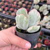 [PACK of 10 PLANTS] x Cotyledon undulata f. variegata