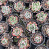 [PACK of 10 PLANTS] x Echeveria 'Iceberg Queen' (KRF)
