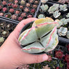 [PACK of 10 PLANTS] x Cotyledon undulata f. variegata